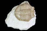 Juvenile Asaphus Latus Trilobite - Russia #89071-1